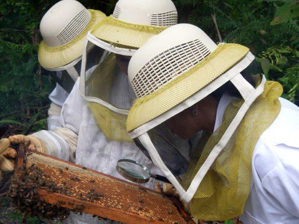 volunteer bee conservation